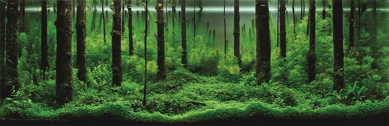 Illustration for article titled These beautiful natural landscapes are actually aquariums